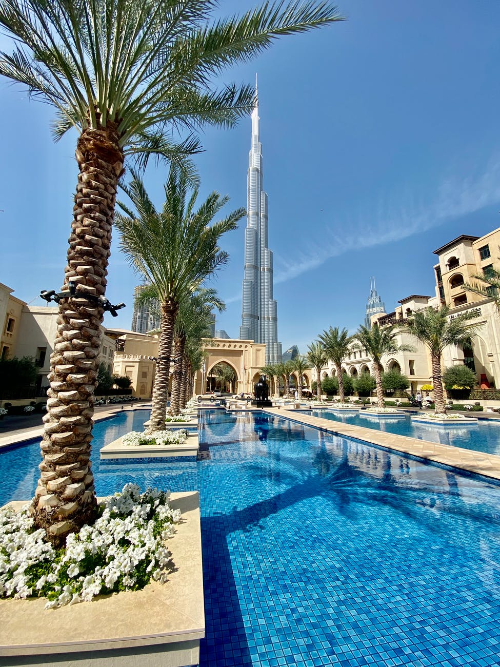 palm trees between a swimming pool